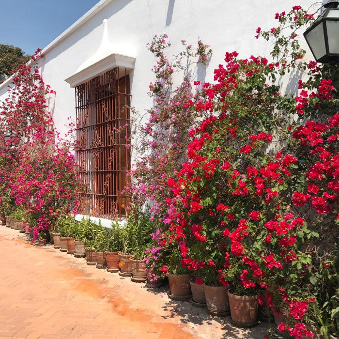 Fig & Dove Travel Guide: Lima, Peru