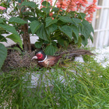 Glass Pheasant