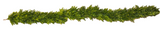 Boxwood Garland - 6'