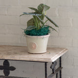 Windsor Low Pot - Mint Green