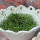 Spanish Moss Spring Green