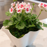 Spanish Moss Spring Green