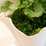 Spanish Moss Spring Green