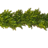 Boxwood Garland - 6'